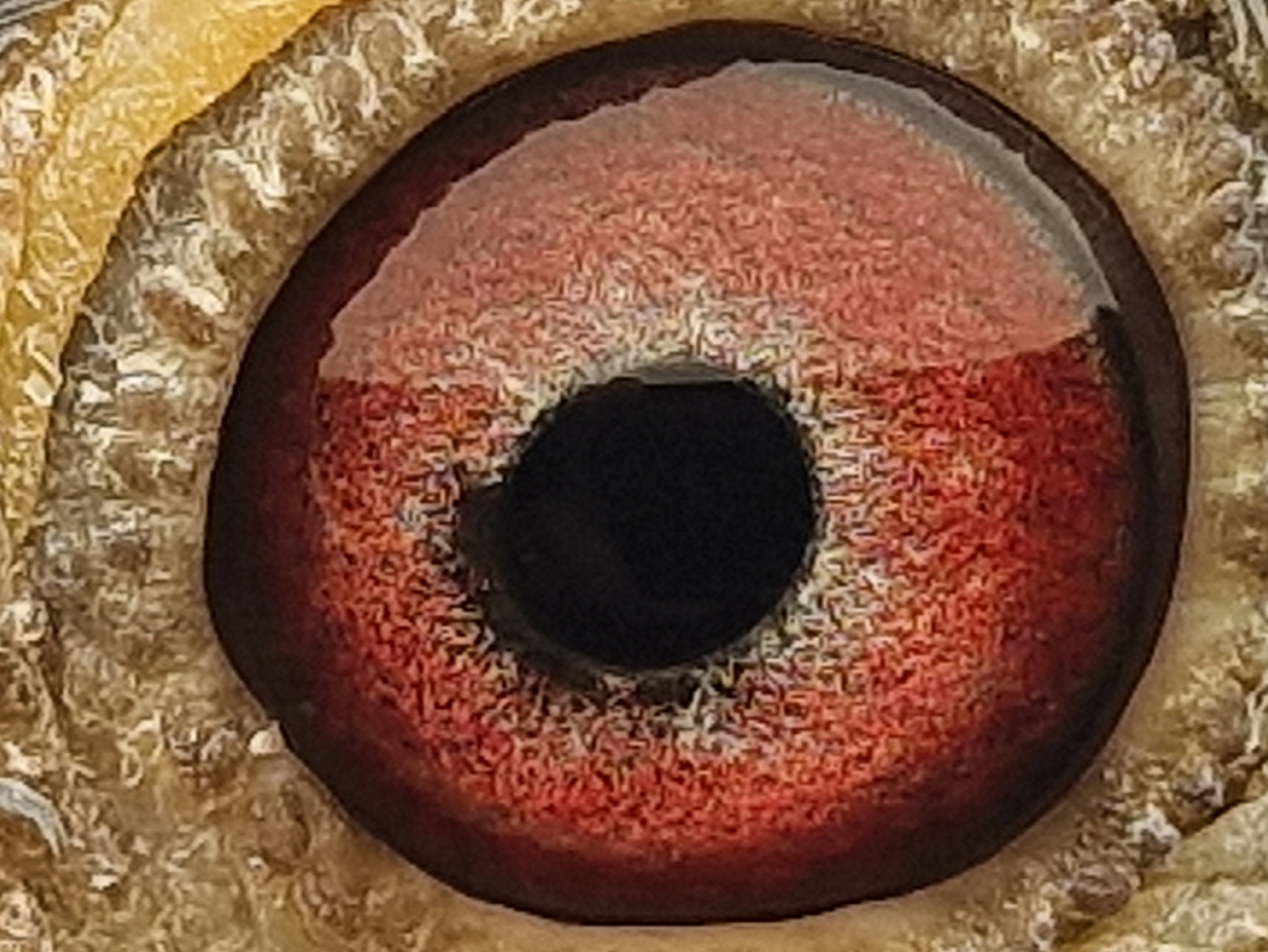 Pigeon eye
